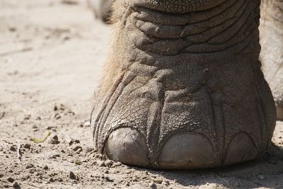 Close-up of elephant on field