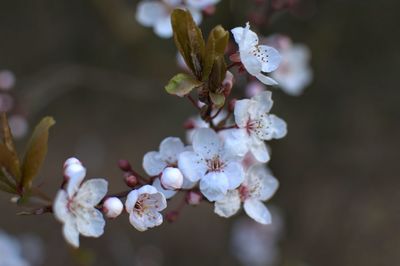 Close-up of cherry blossoms