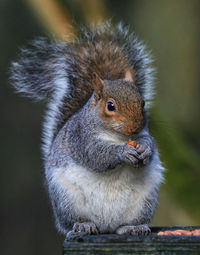 Close-up portrait of squirrel on wood