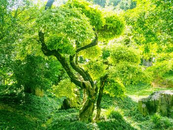 Scenic view of forest