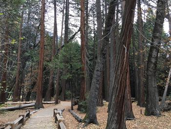 Footpath amidst trees in forest