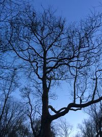 Low angle view of bare trees against blue sky