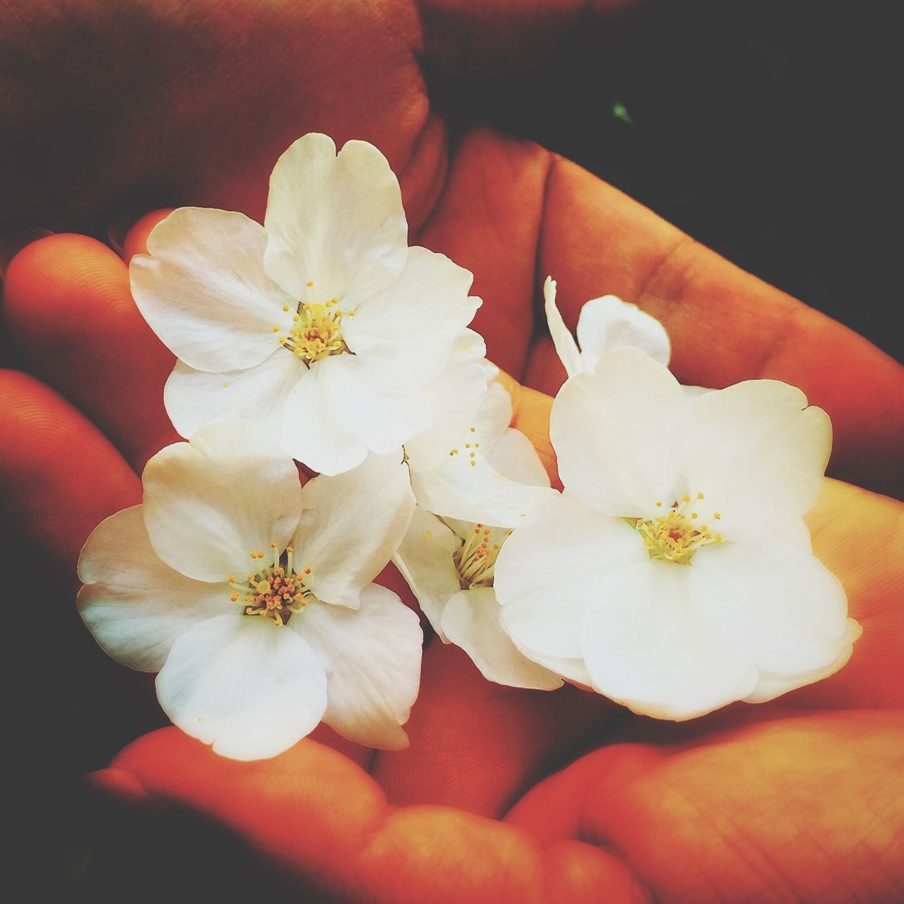 flower, petal, freshness, fragility, flower head, beauty in nature, white color, growth, close-up, pollen, blooming, nature, stamen, blossom, in bloom, focus on foreground, high angle view, no people, springtime, outdoors