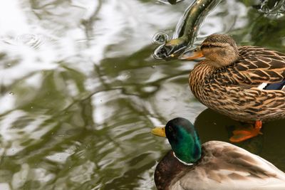 Mallard duck swimming in lake