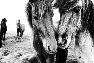 Close-up of horse on field