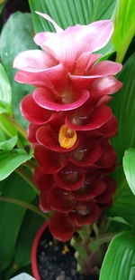 Close-up of flower blooming outdoors