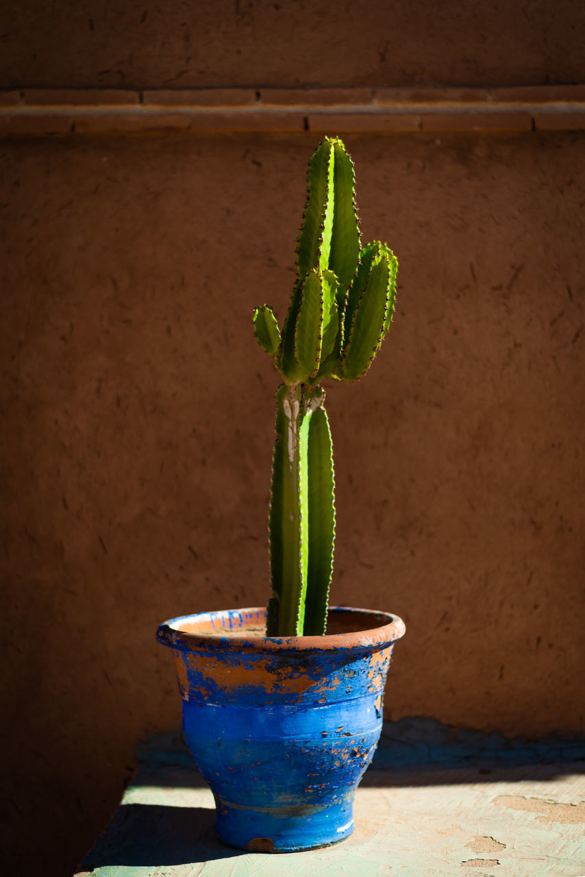 CLOSE-UP OF POTTED PLANT