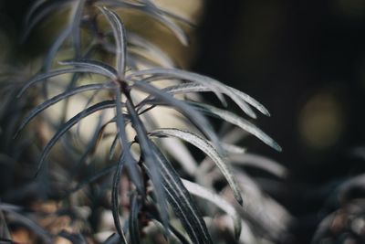 Close-up of plant