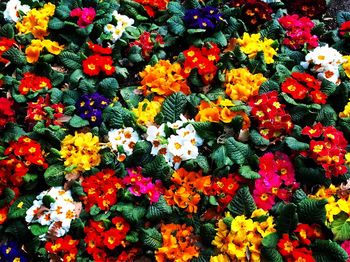 High angle view of multi colored flowers blooming outdoors
