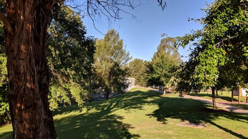 Trees growing on golf course against clear sky