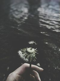 Close-up of hand holding flower