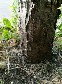 View of tree trunk