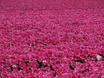 Full frame shot of pink flowers on field