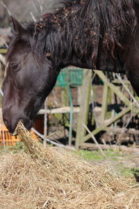 Close-up of a horse on field