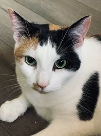 Close-up portrait of white cat