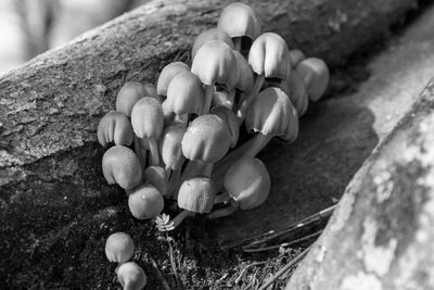 High angle view of mushrooms growing on rock