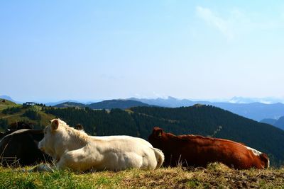 Cows on mountain against sky