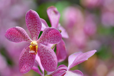 Close-up of pink orchid blooming outdoors