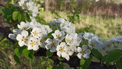 Close-up of white flowering plant in field