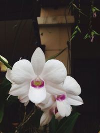 Close-up of pink flowers