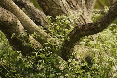 Close-up of tree in forest