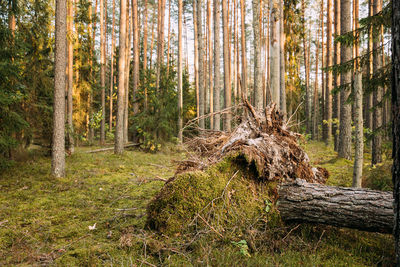 Pine trees in forest