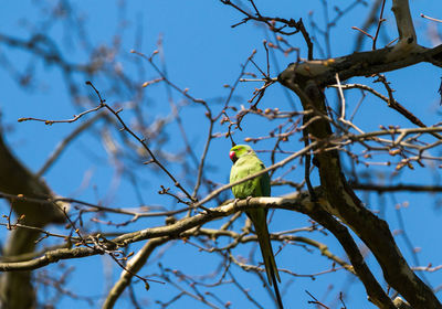 Low angle view of bird perching on tree