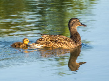 Duck swimming in lake