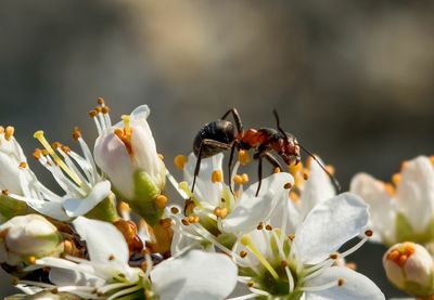 Close-up of insect pollinating on flower