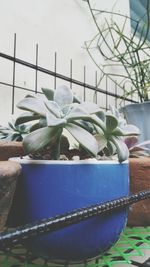 Close-up of potted plants on table