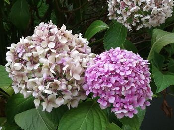 Close-up of purple flowers