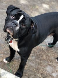 Portrait of black dog standing on field