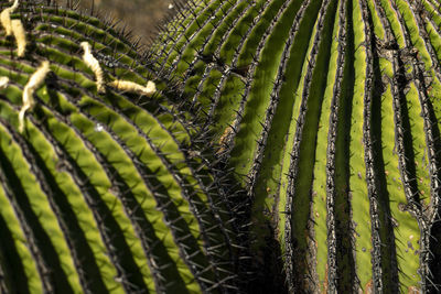 Close-up of succulent plant