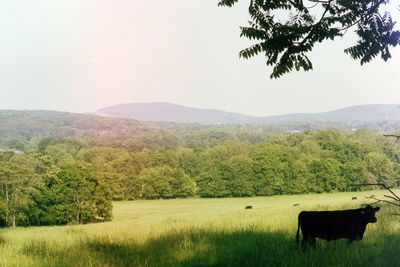 Cow grazing on field against sky