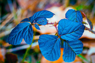 Close-up of butterfly on plant