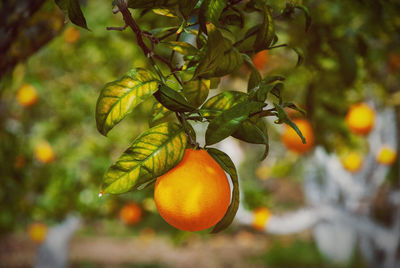 Close-up of orange fruits on tree