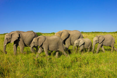 Elephants on field against clear blue sky