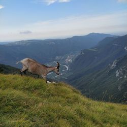 High angle view of dog on mountain against sky