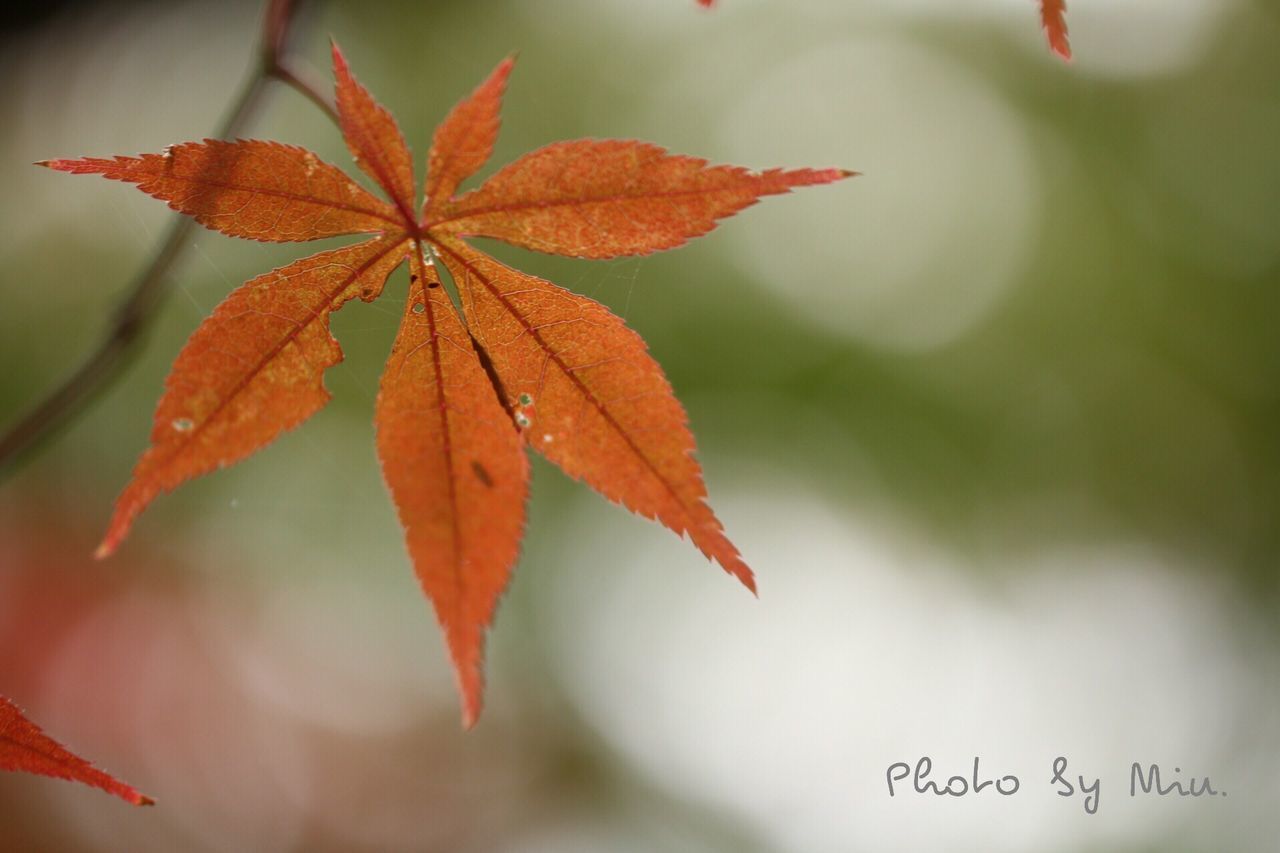 leaf, autumn, change, season, close-up, focus on foreground, growth, nature, leaves, red, leaf vein, beauty in nature, branch, plant, maple leaf, orange color, tranquility, twig, stem, selective focus