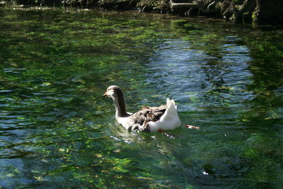 View of ducks swimming in lake
