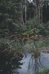 Reflection of trees in lake