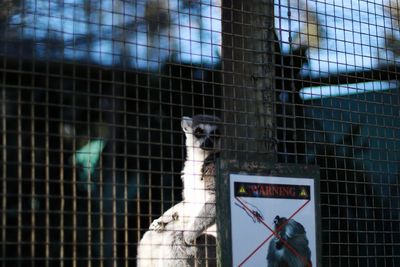 View of cat in cage at zoo