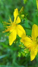 Close-up of yellow flower