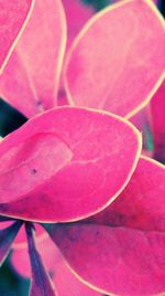 Close-up of pink flower