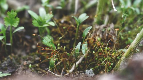 Close-up of plant growing on field