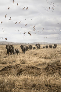 Group of elephants and flock of birds on field against sky