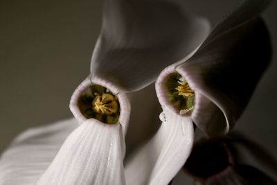 Close-up of white flower