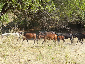 Horses on field