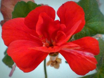 Close-up of red flower