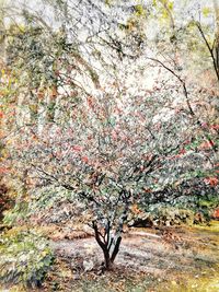 View of tree with flowers